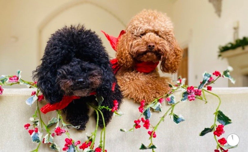Snooboos was developed to take care of the specific needs of poodle hair