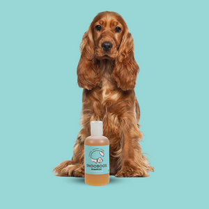 Cocker spaniel and snooboos dog shampoo