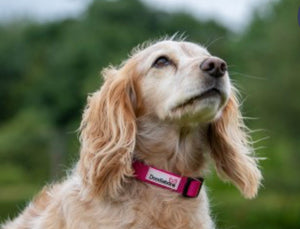Collar