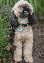 Load image into Gallery viewer, BowDangle Pooch &amp; Parent Set